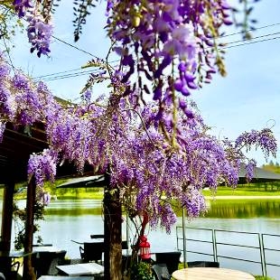 L'elot - restaurant SAINT-JAL